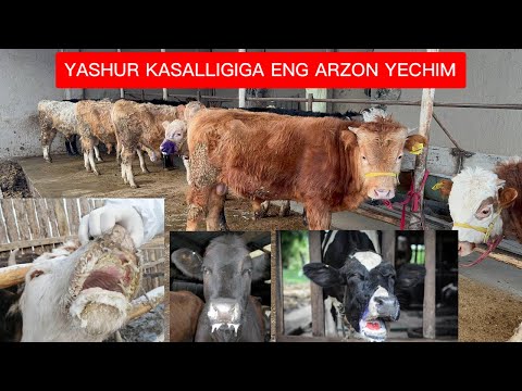 UKOLSIZ YASHUR, OQSIL VA SHALOQ KASALLIGINI ARZON YO’L BILAN DAVOLASH.