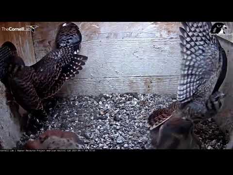 First fledge American kestrel cam! (6/11/21)