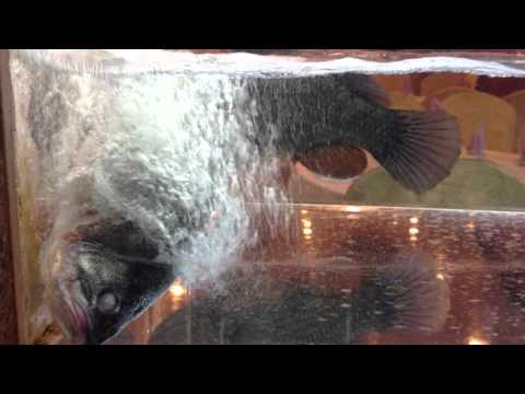 fish is learning swiming - Bruno Daniel