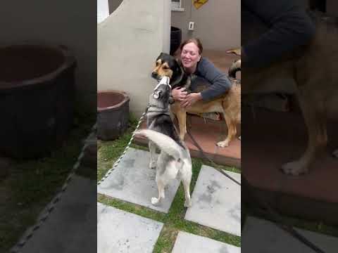 Lovely Maya, an adoptable Husky & Samoyed Mix in malibu, CA_image-1