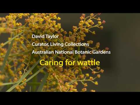 Caring for Wattle