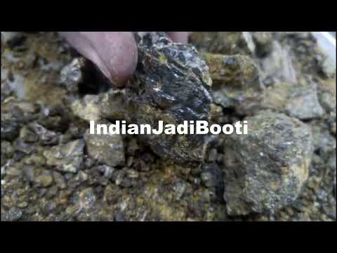 Bhikamali (Gond) - Bheekha Mali - Dikamali - Brilliant Gardenia - Gardenia Gummifera