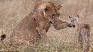 TOP 10 Increíbles Animales Salvando A Otros Animales || TOP 10 VÍDEOS
