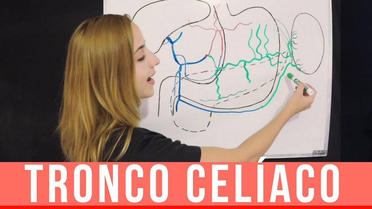 TRONCO CELÍACO ANATOMÍA (RAMA AORTA ABDOMINAL) ARTERIAS  | Mentes Médicas