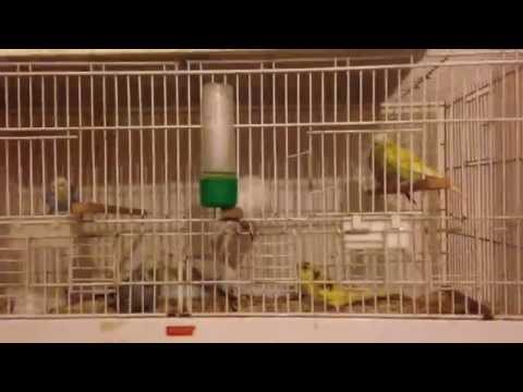 Evcil Muhabbet Kuşu Üretimi Videoları