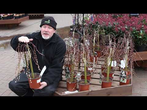 Salix Caprea Kilmarnock