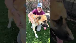 Video preview image #1 Anatolian Shepherd-Unknown Mix Puppy For Sale in Pasadena, CA, USA