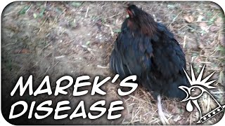 MAREK'S DISEASE in chickens | Does my chicken have Marek's Disease (58)