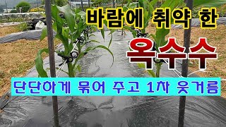 [텃밭농부 1,496]  강한 바람에 취약한 옥수수를 단단히 묶어 주고 웃거름 주기. #옥수수재배