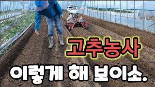 고추농사 수확극대 고추건강하게 오래 수확하려면.Red Pepper Farming Harvest