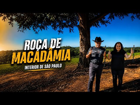 MOSTRANDO UMA ROÇADO DE MACADAMIA INTERIOR SP
