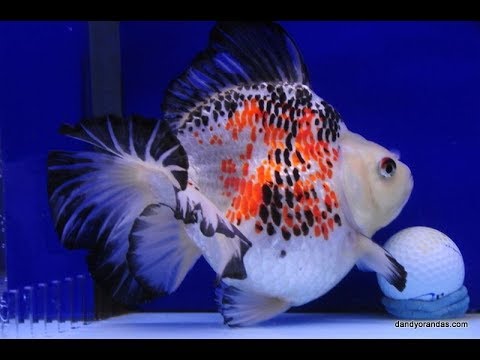 Calico Ryukin goldfish