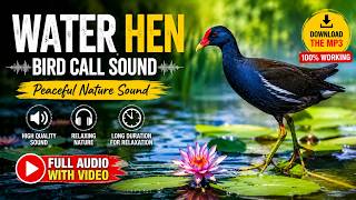 Download lagu Suara Panggilan Burung Ayam Air | Suara Burung Alam Asli | 100% Hasil Perangkap mp3