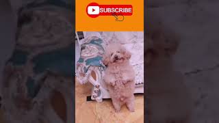 OMG So Cute And Funny Puppy, Funny Dog You Laugh Instantly || #Shorts