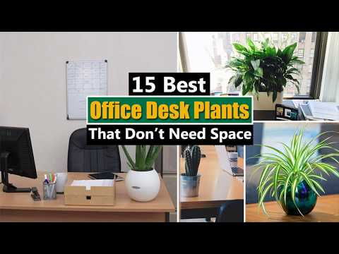 download lagu mp3 mp4 Small Table Plants, download lagu Small Table Plants gratis, unduh video klip Small Table Plants