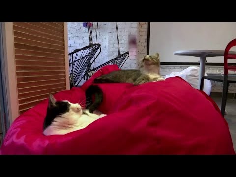 モスクワの「キャットビューロー」に潜入 (Step inside Moscow’s ‘Catbureau’)