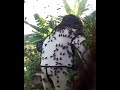 Invading Asian giant hornets with a biotech suit to protect from the sting 💥
