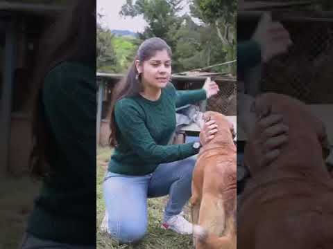 Jericó - Teletón mascotas