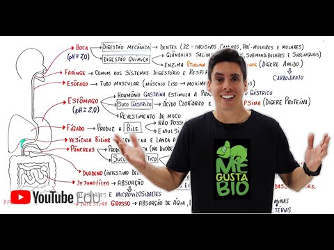 Sistema Digestório | Me Gusta Bio com Professor Gustavo Schmidt