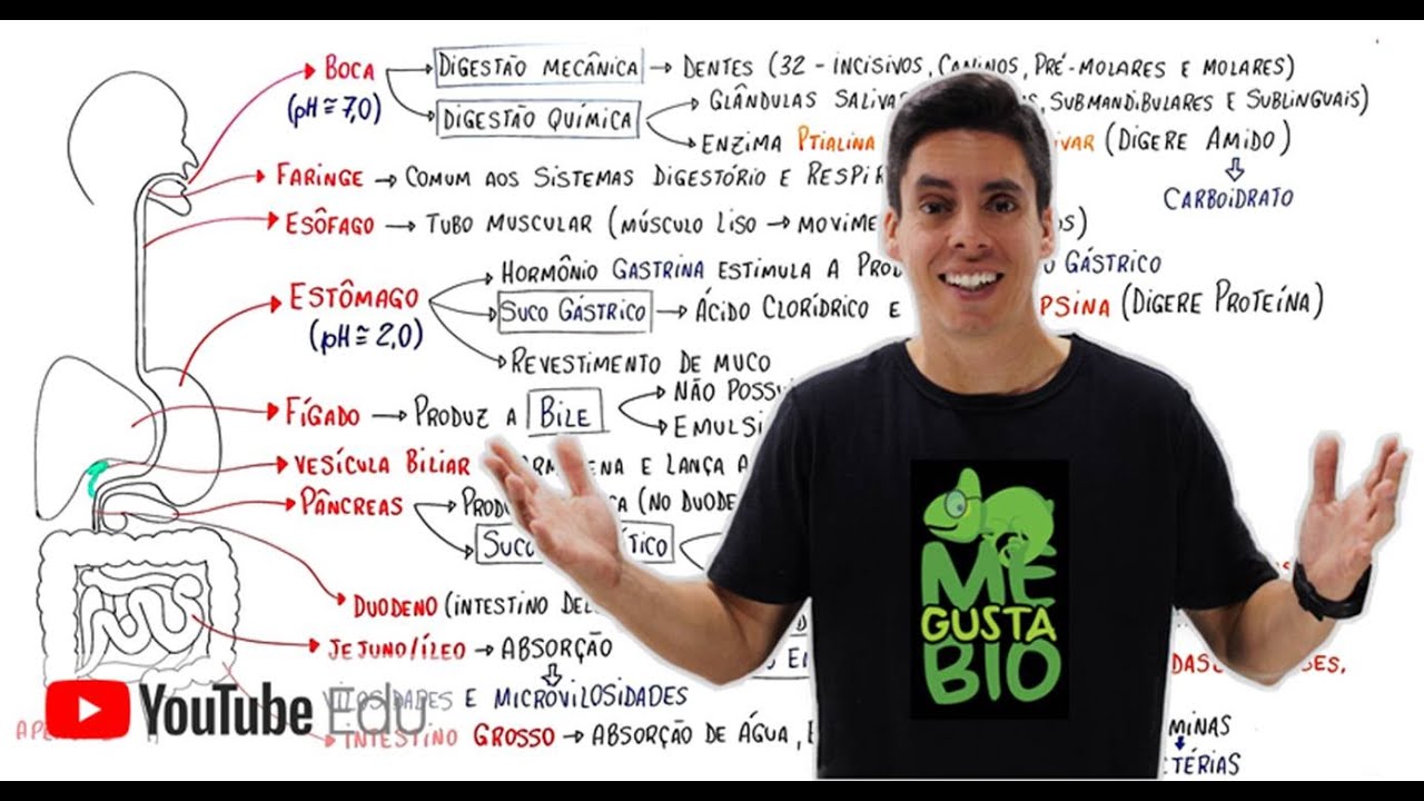Sistema Digestório | Me Gusta Bio com Professor Gustavo Schmidt