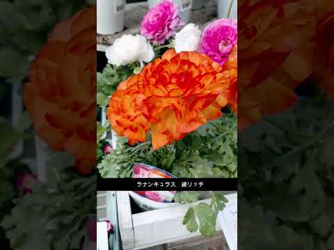 ラナンキュラスの茂み 植物
