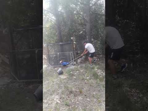 nazareno toledo desde berazategui asta cordoba los hornillos vino a peliar con mi gallo