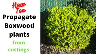 Propagating boxwood plants from cuttings.