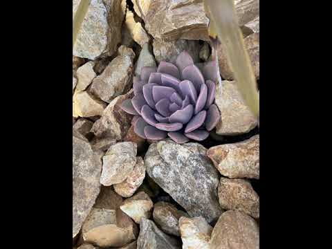 匍匐性のロックガーデンの植物: カラフルなロックガーデン用の見事な花を咲かせる常緑の多年草10本  庭園