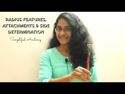 RADIUS | BONES OF UPPER LIMB | ANATOMY | SIMPLIFIED ✔