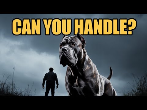 10 Reasons People Can't Handle the Cane Corso