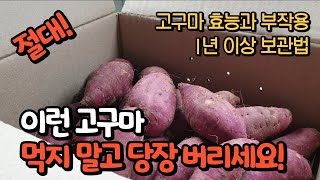 고구마 효능 부작용 검은무늬병 고구마 보관하는 방법