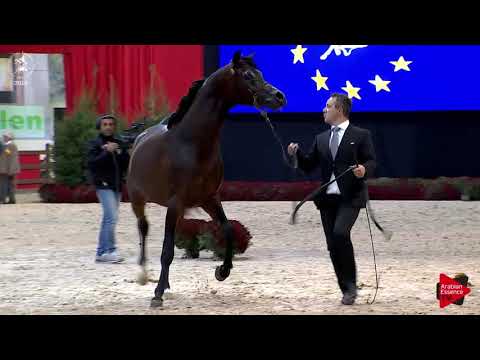 N.102 VIVALDI REGALIS - Lier 2018 - 3 Years Old Colts (Class 6)