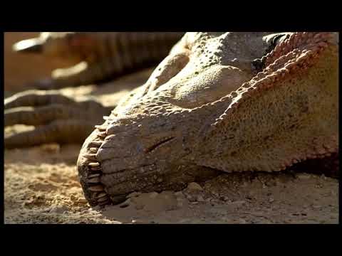 I added Guts's theme to Big Al's death