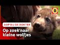 Zoektocht naar wolfjes en operatie van neushoorn Ans | Komt een aap bij de dokter | Omroep Brabant