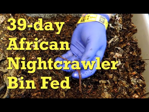 African nightcrawler system's 6th feeding at day 39 - worm farm vermicompost