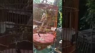 Download lagu cendet gacor ngekek burung lovebird mp3