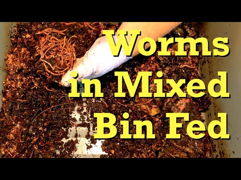 Mixed worm bin fed at 22 days of age - vermicomposting