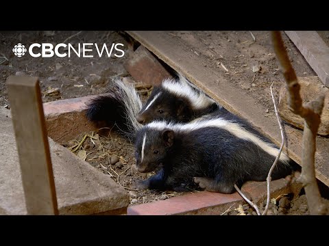 Skunk season has arrived. Here's what you need to know