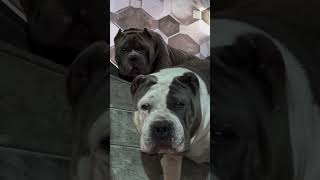 Big Mouth Pitbull Dog 🐕 #pitbull #dog #dogs #new