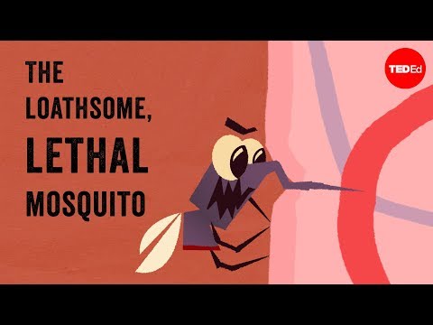 The Truth About the Insect We All Love to Hate!