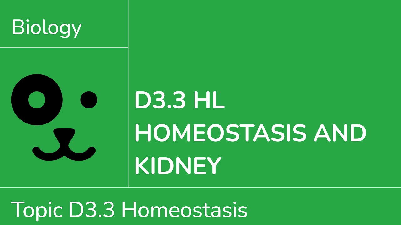 D3.3 HL Role of the Kidney [IB Biology HL]