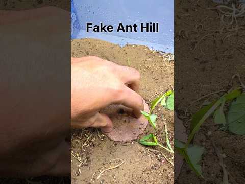 I GAVE my ANTS a FAKE ANT HILL