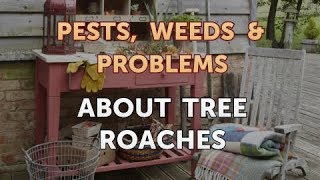 About Tree Roaches