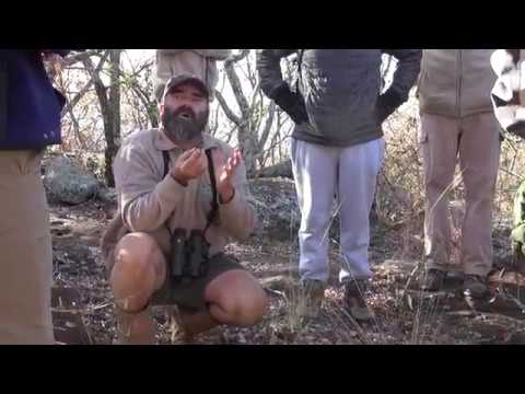 Porcupine Scat in South Africa