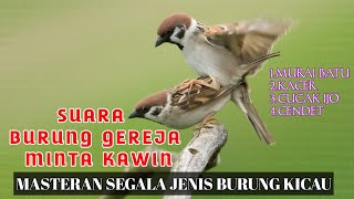 Download lagu Masteran Burung Gereja Kawin || jernih gampang masuk mp3