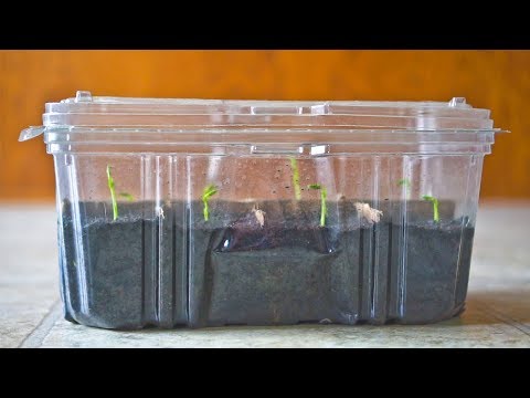 FREE Mini Greenhouse or Humidity Dome to Start Seeds Video