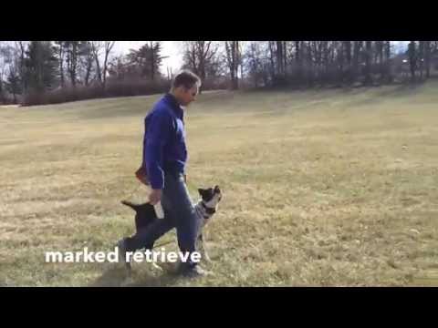Cole's Dog Training video.