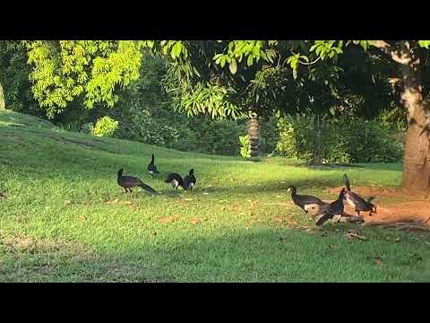 Group gathering: Black Curassows l Kabalebo l Suriname