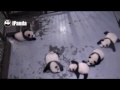 Sneezing panda cub! This time scares FOUR others!