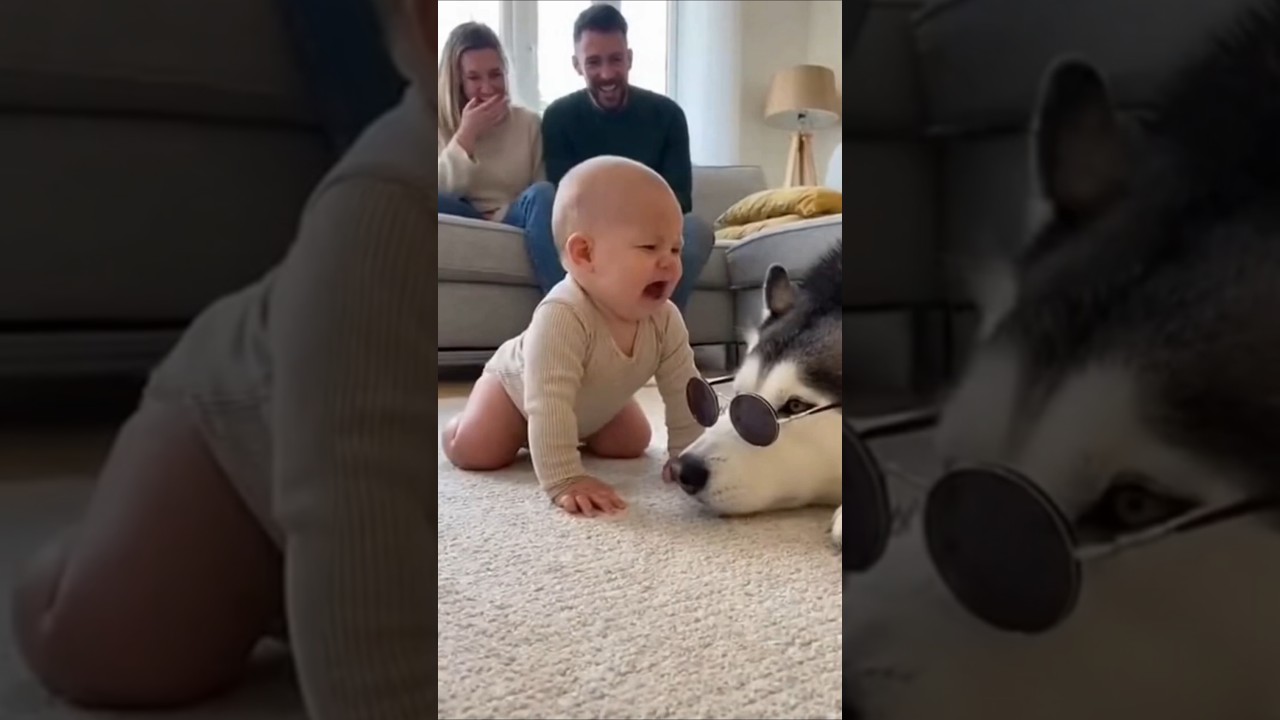 Husky's Great Escape 🤣